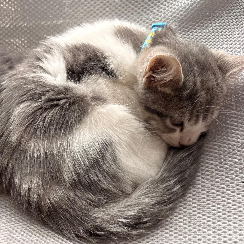 Enlarge Emmy, a Adoptable Domestic Short Hair in Huntsville, AL image 1/4