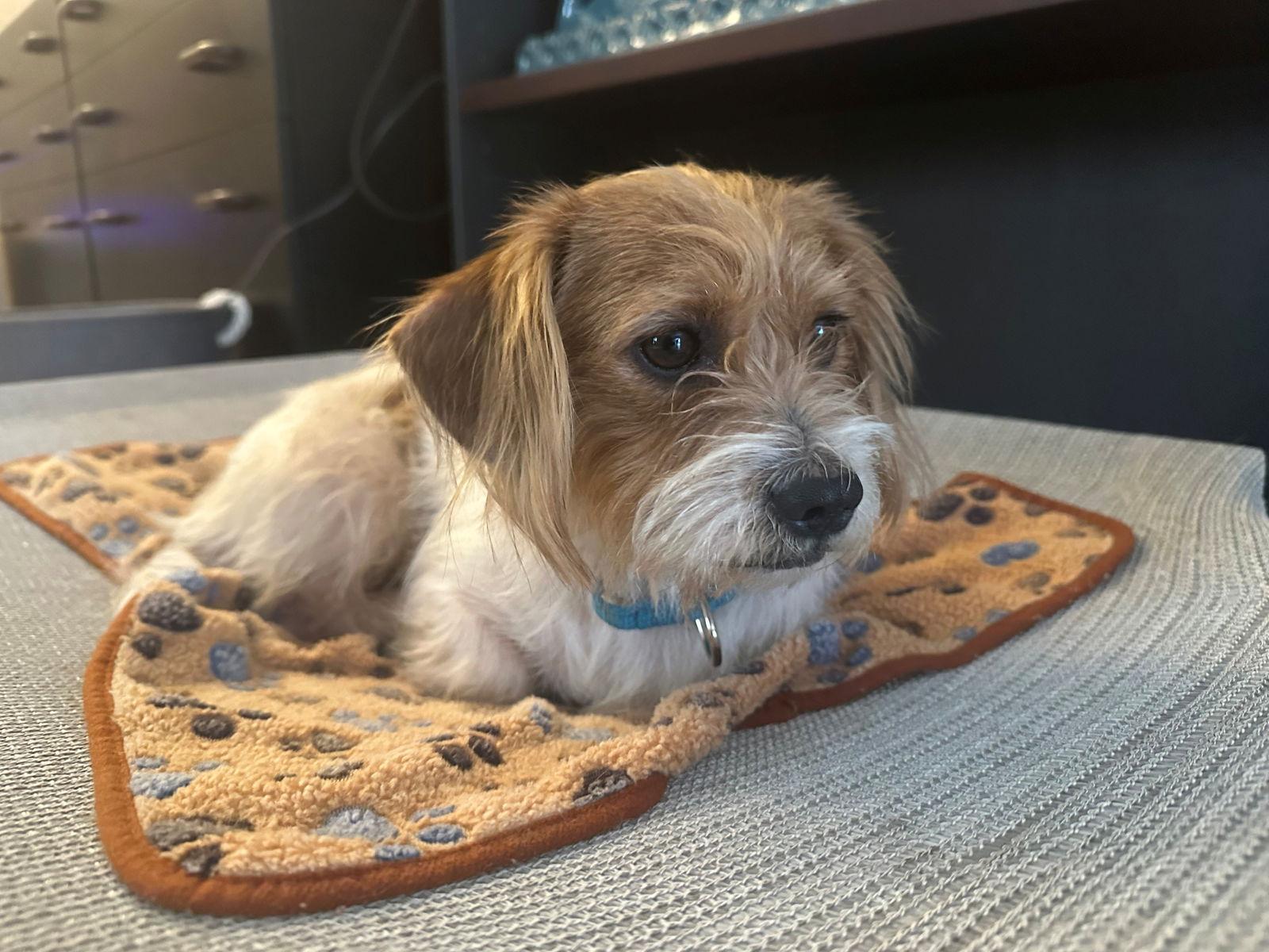 Henry, Adoptable, Young Male Dachshund.
