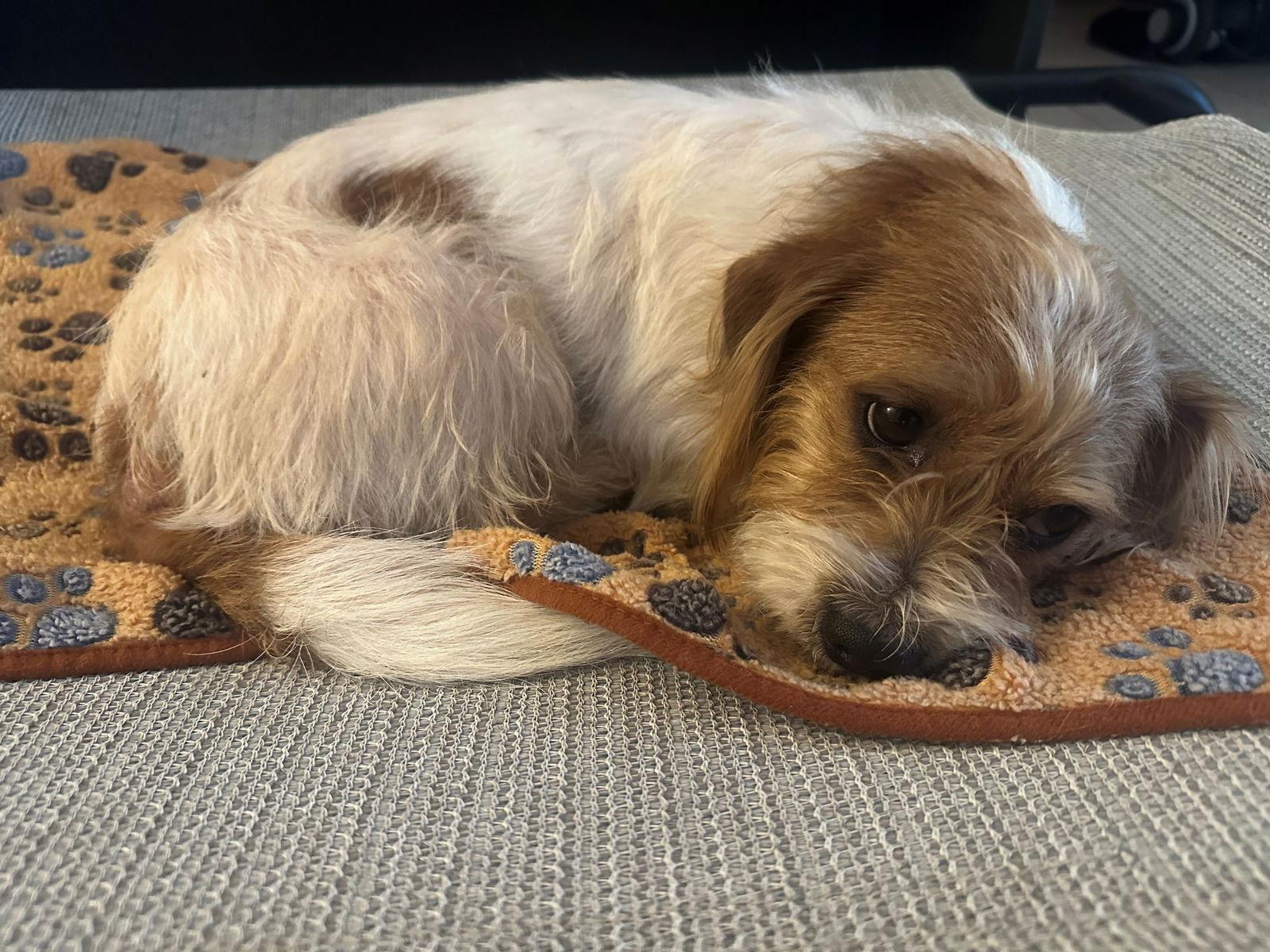 Enlarge Henry, a Adoptable Dachshund in Austin, TX image 3/3