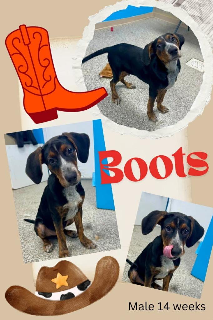 Boots, Adoptable, Puppy Male Hound & Mixed Breed.