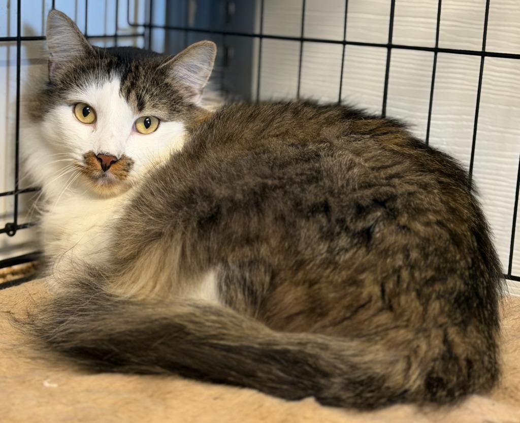 Gabe, Adoptable, Young Male Domestic Short Hair.