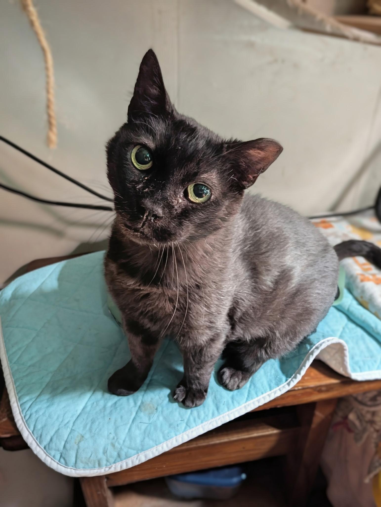 BUFF, a Adoptable Domestic Medium Hair in Pittsburgh, PA image 2/5