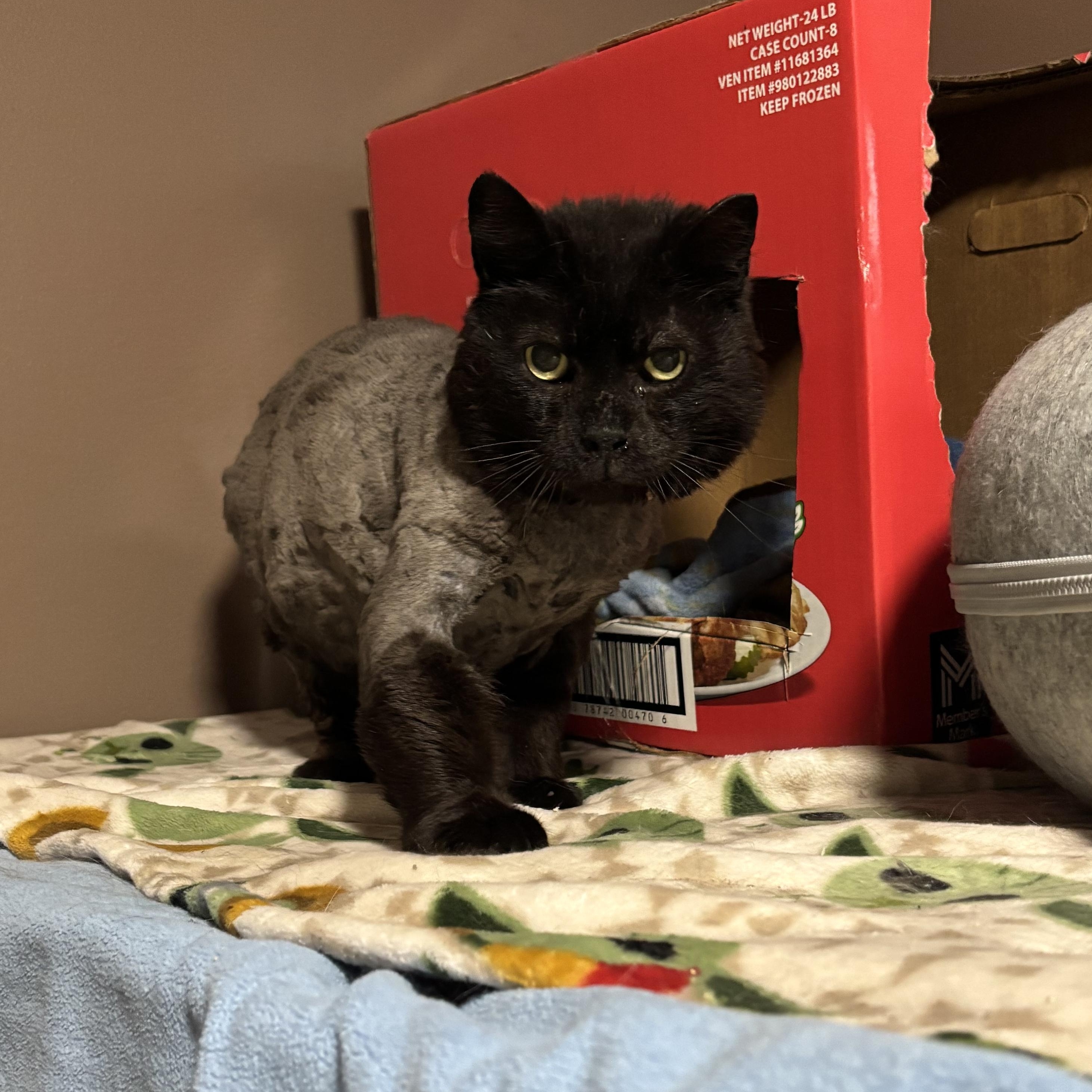 BUFF, a Adoptable Domestic Medium Hair in Pittsburgh, PA image 3/5