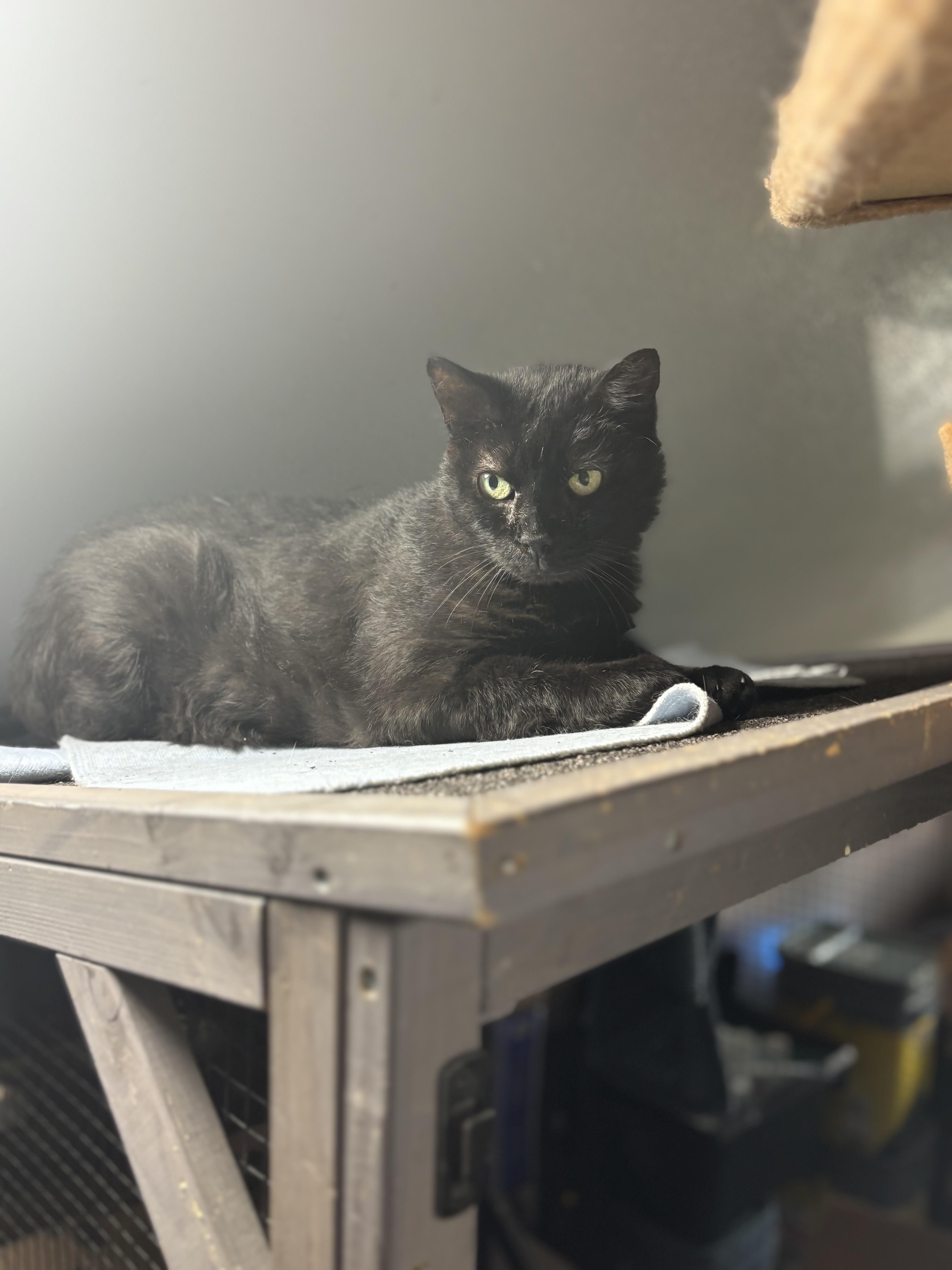 BUFF, a Adoptable Domestic Medium Hair in Pittsburgh, PA image 1/5