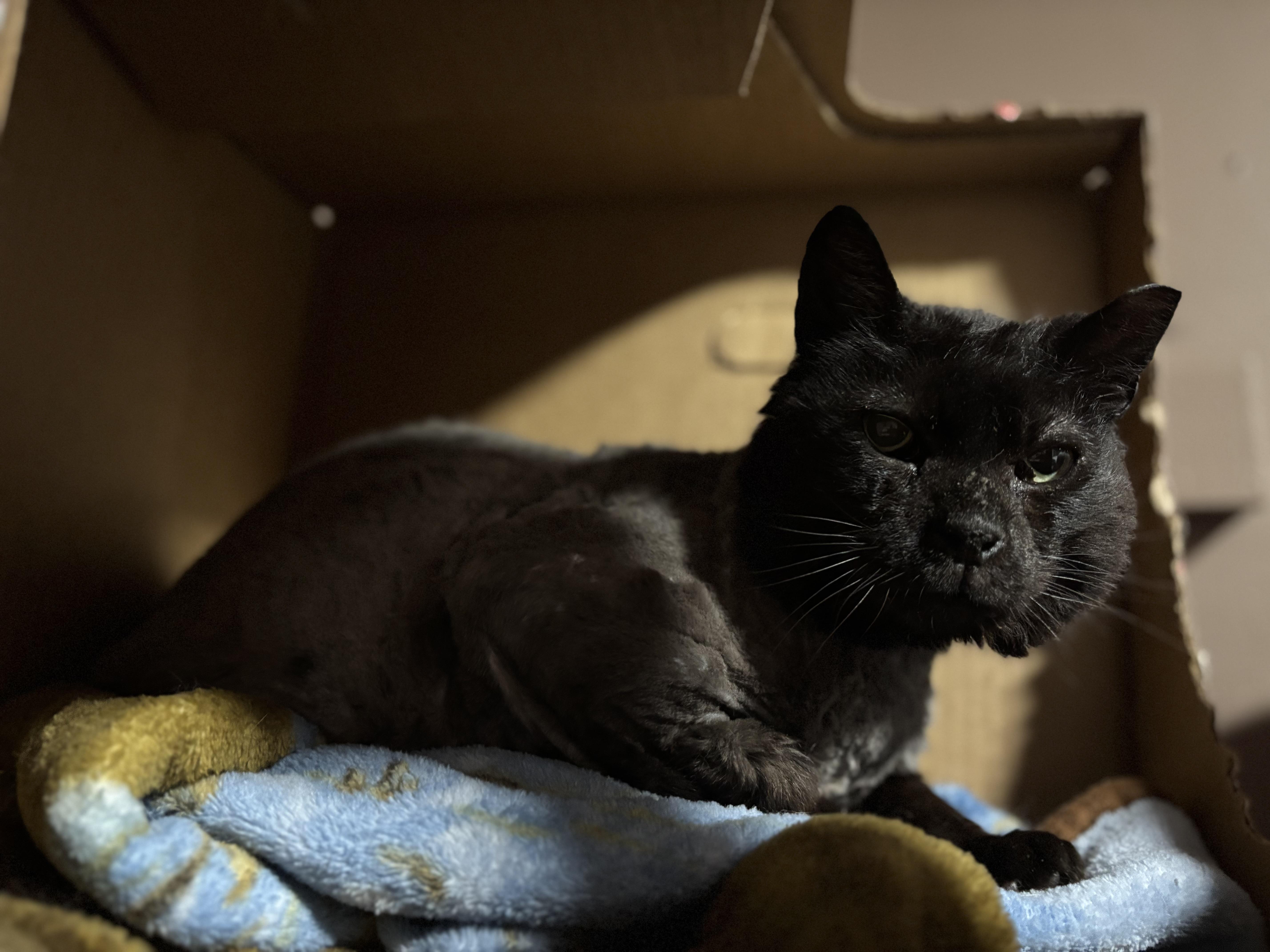 BUFF, a Adoptable Domestic Medium Hair in Pittsburgh, PA image 4/5