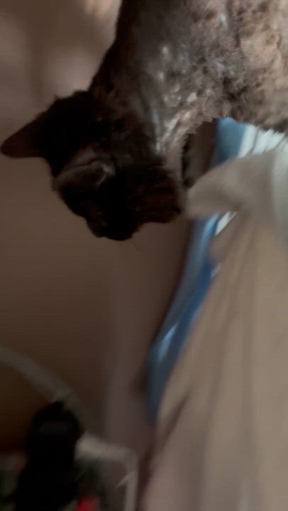 Enlarge BUFF, a Adoptable Domestic Medium Hair in Pittsburgh, PA video 5/5