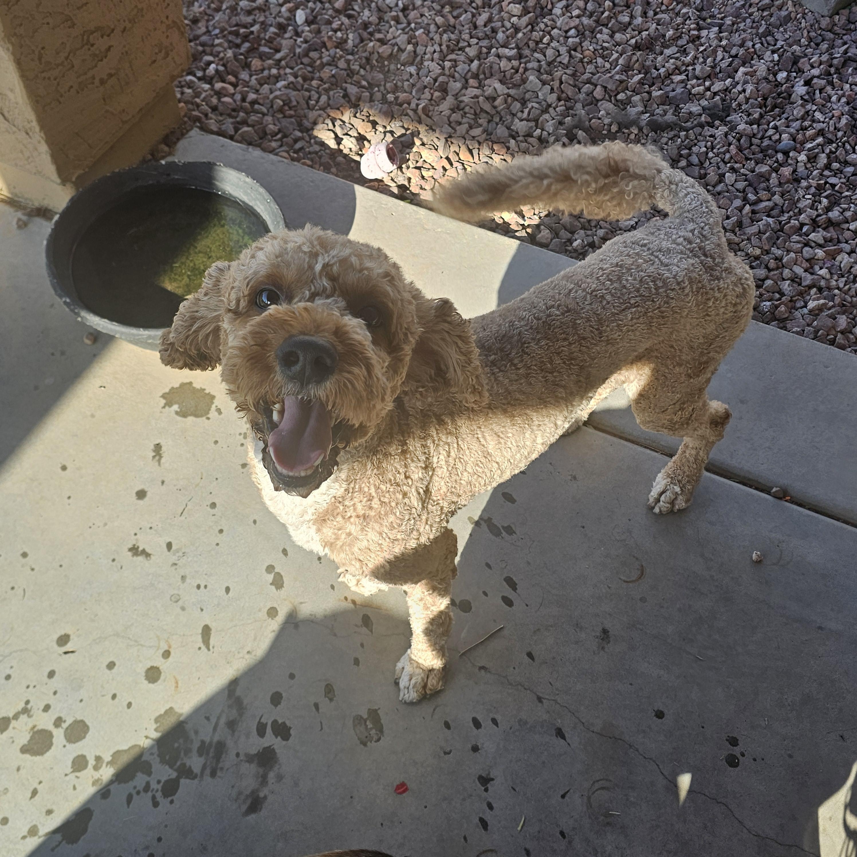 Enlarge Teddy, a ADOPTABLE mixed breed in Buckeye, AZ image 2/3