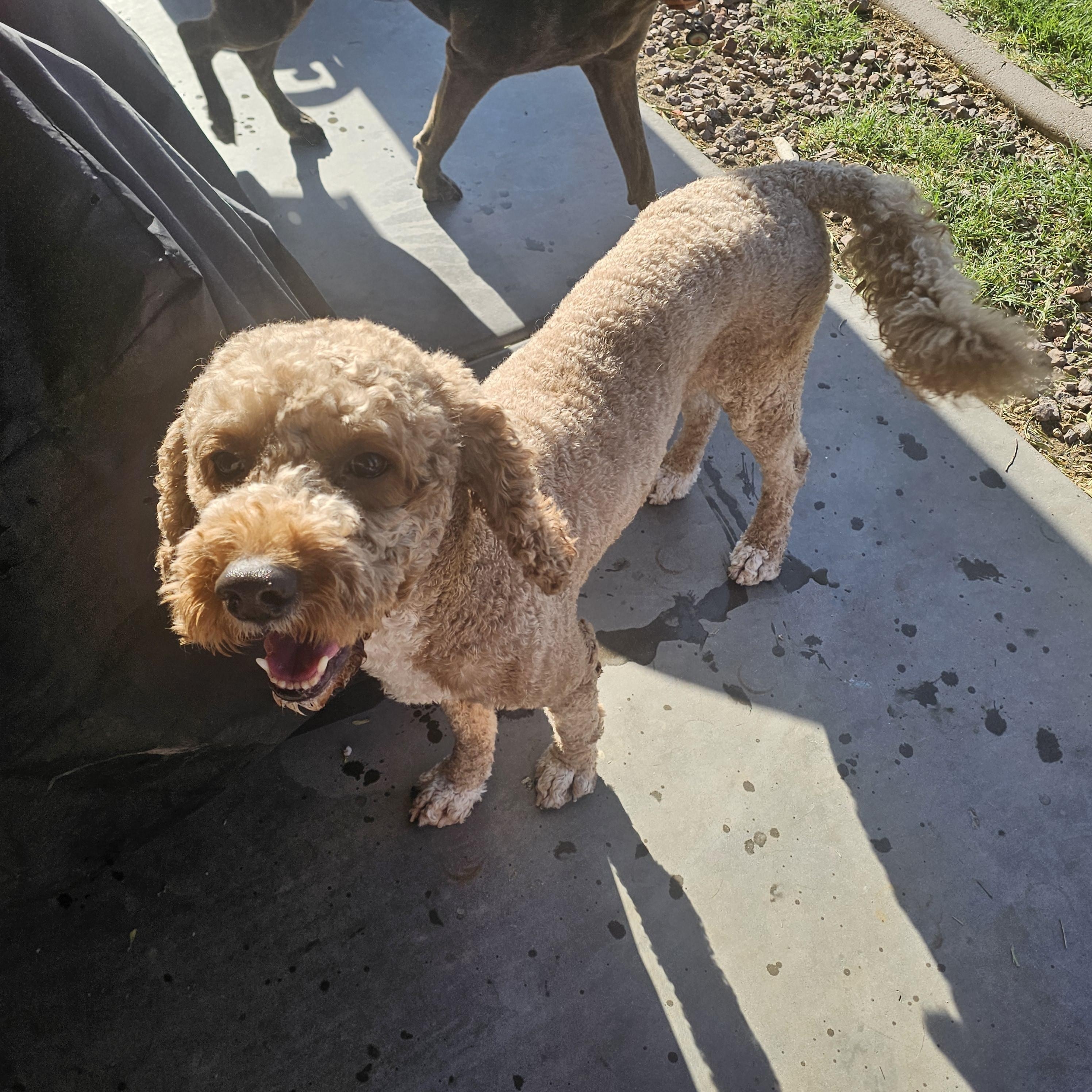 Enlarge Teddy, a ADOPTABLE mixed breed in Buckeye, AZ image 3/3