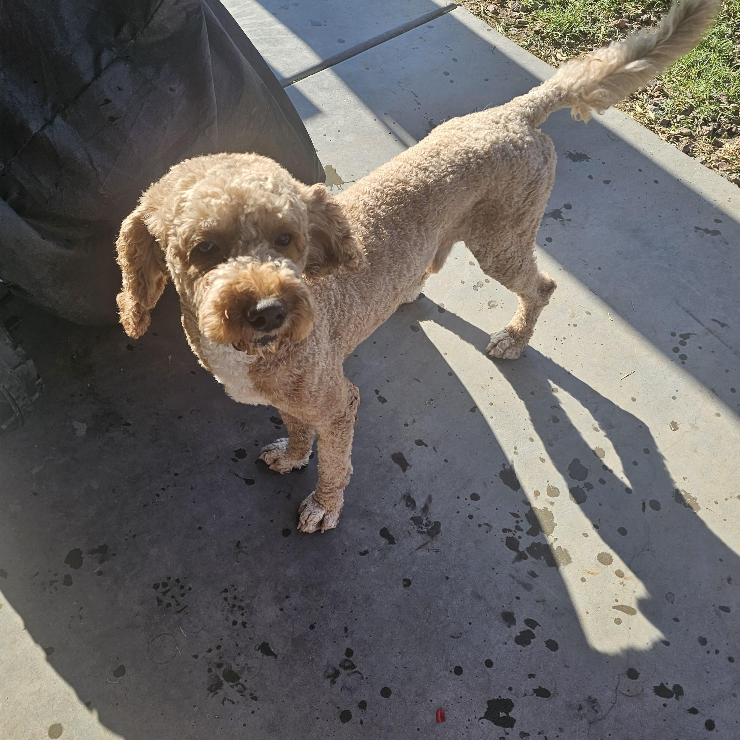 Enlarge Teddy, a ADOPTABLE mixed breed in Buckeye, AZ image 1/3