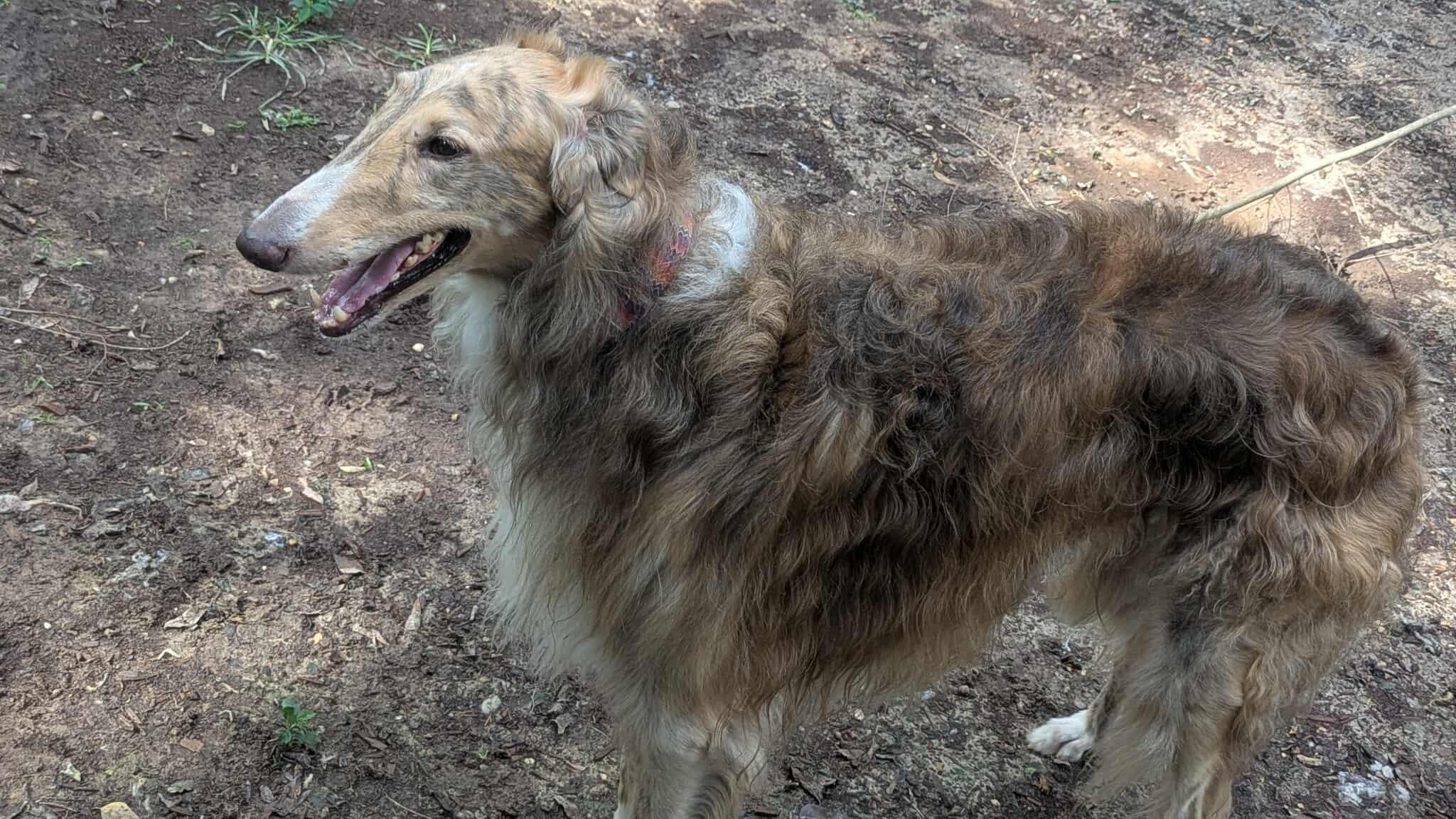 Ravioli, an adoptable Borzoi in Baton Rouge, LA, 70816 | Photo Image 1