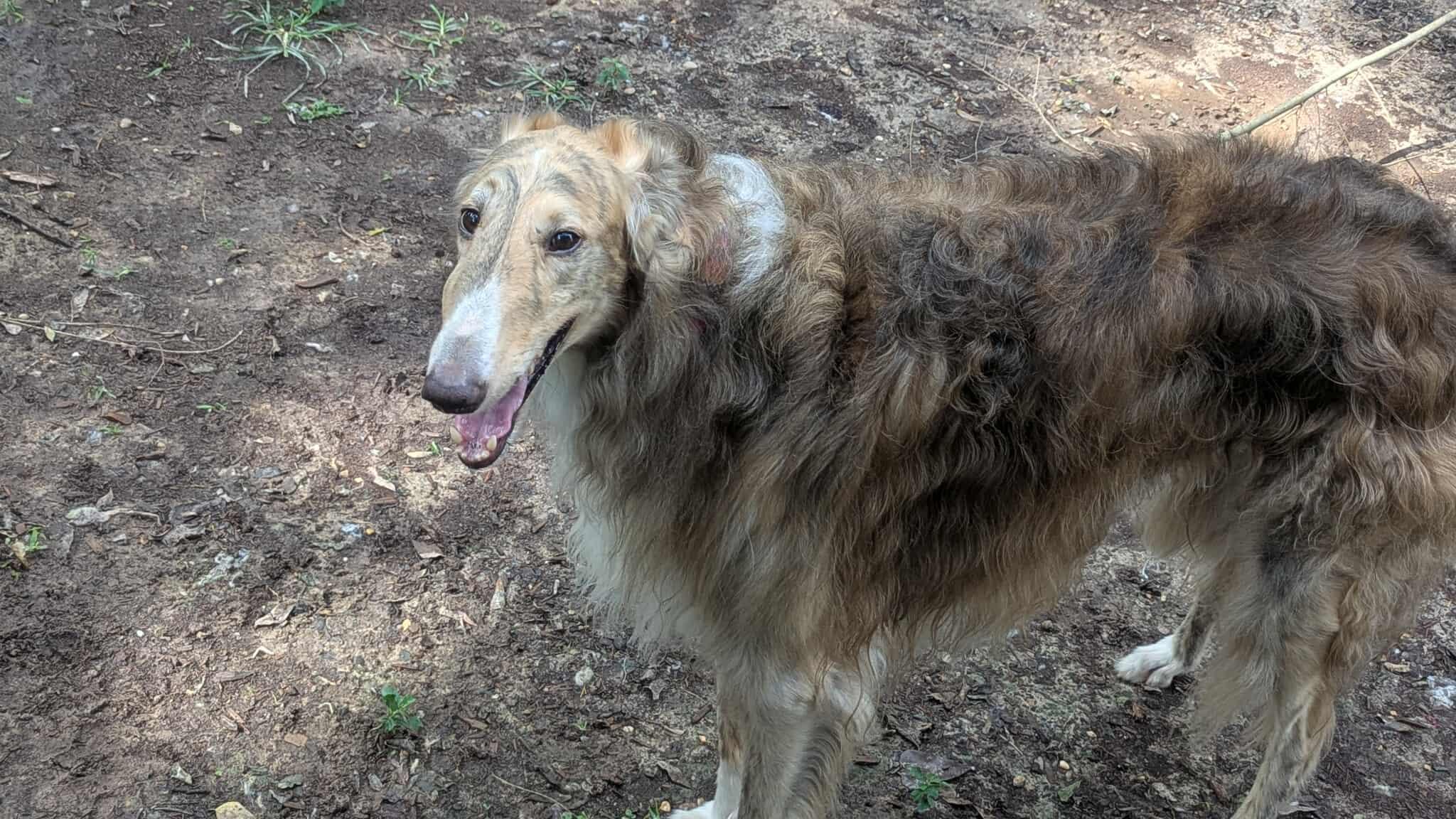 Enlarge Ravioli, a Adopted Borzoi in Baton Rouge, LA image 2/2