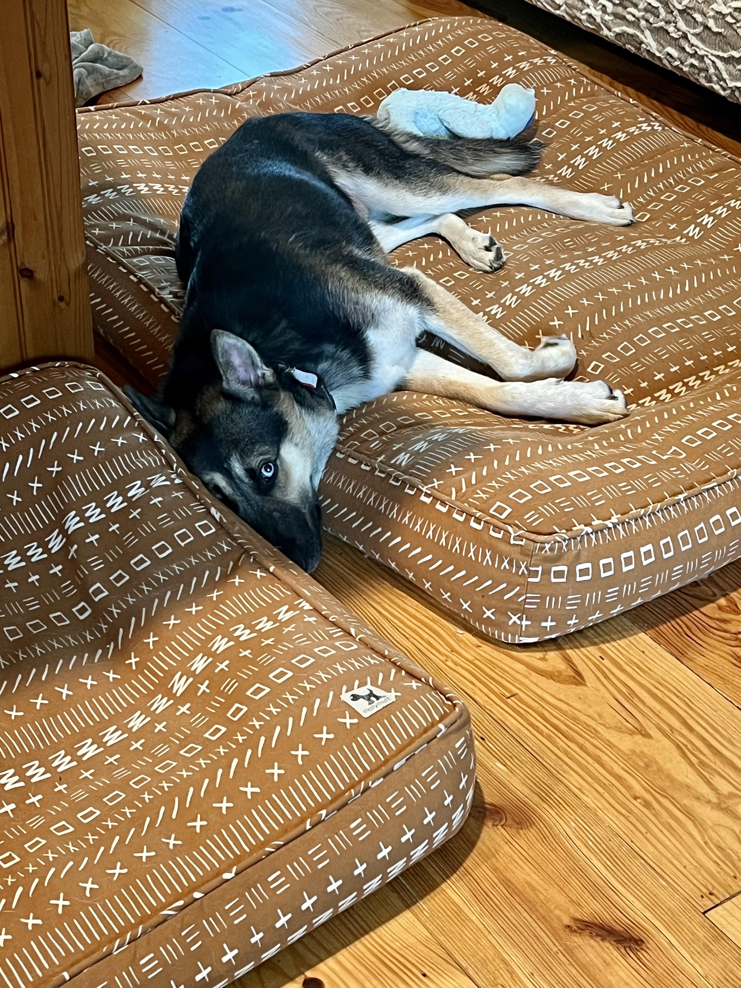 Lucky, a Adopted mixed breed in Philadelphia, PA image 2/6