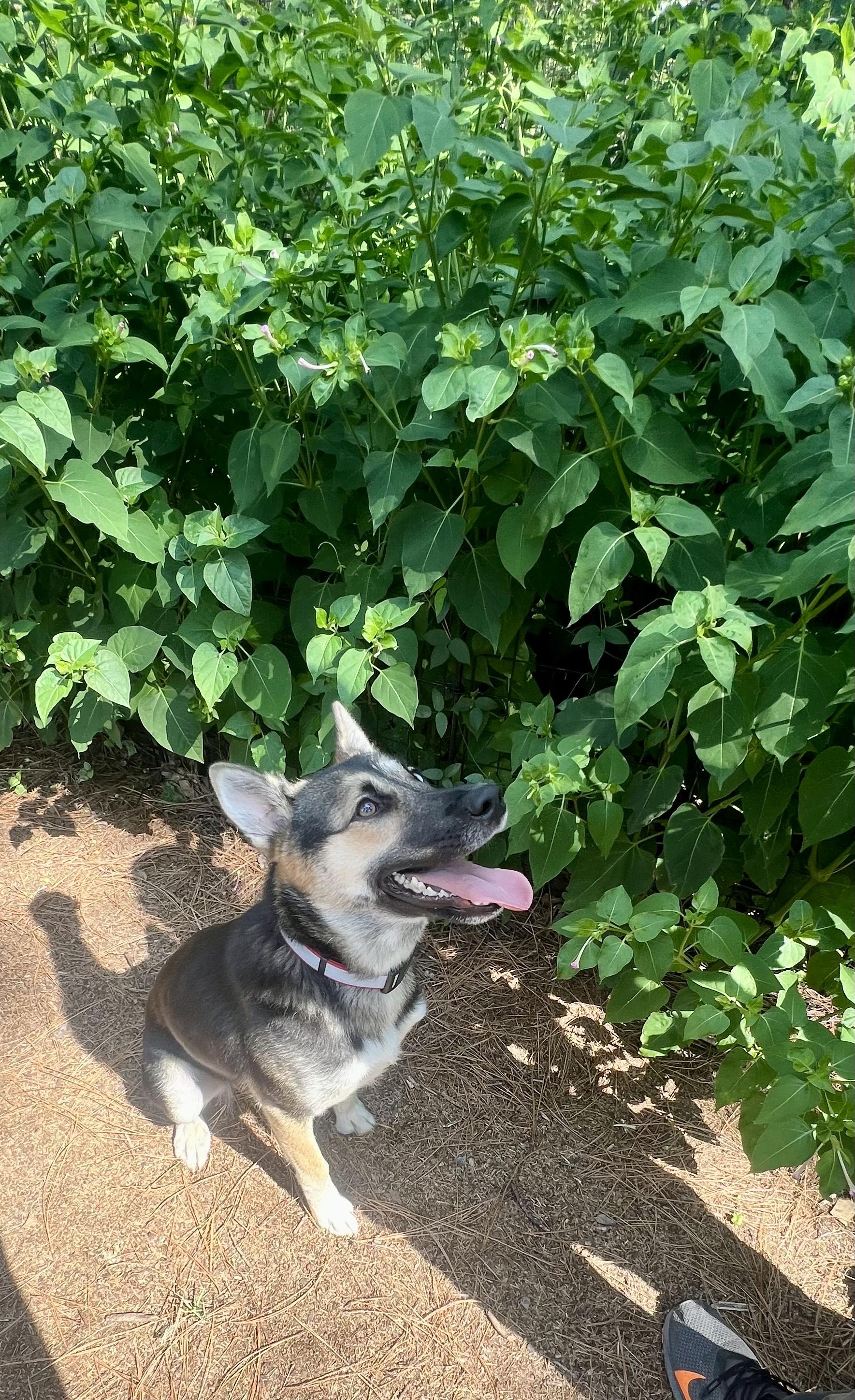 Lucky, a Adopted mixed breed in Philadelphia, PA image 3/6