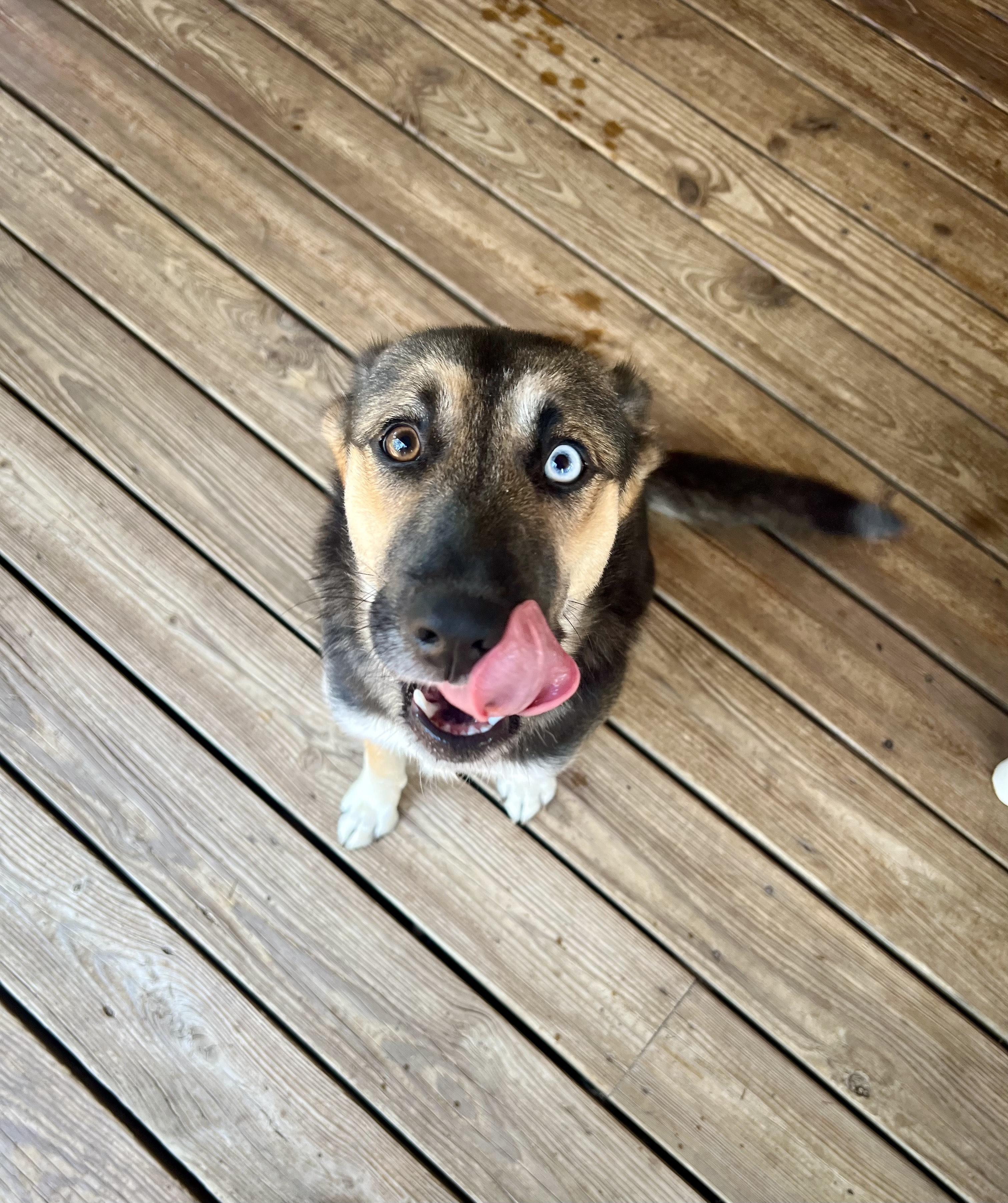 Lucky, Adopted, Young Female Siberian Husky & German Shepherd Dog.