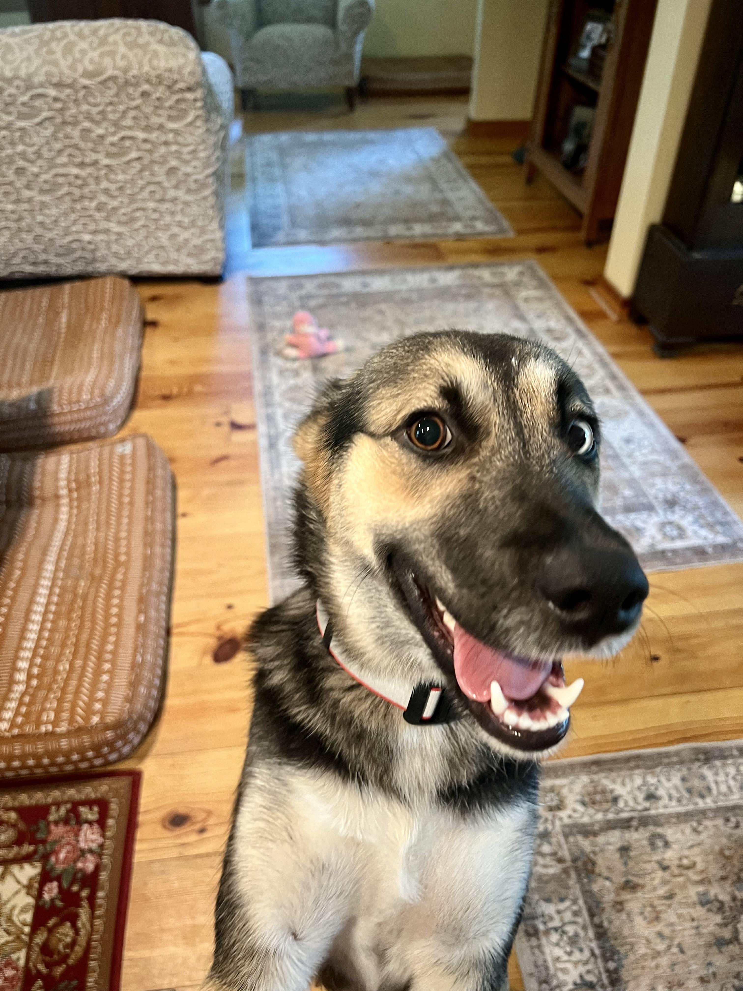 Lucky, a Adopted mixed breed in Philadelphia, PA image 5/6