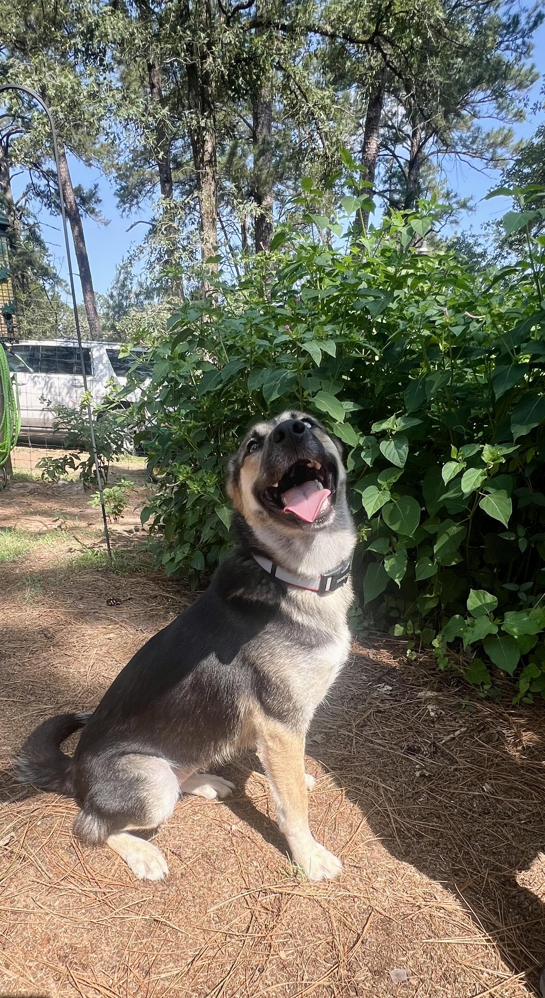 Lucky, a Adopted mixed breed in Philadelphia, PA image 6/6