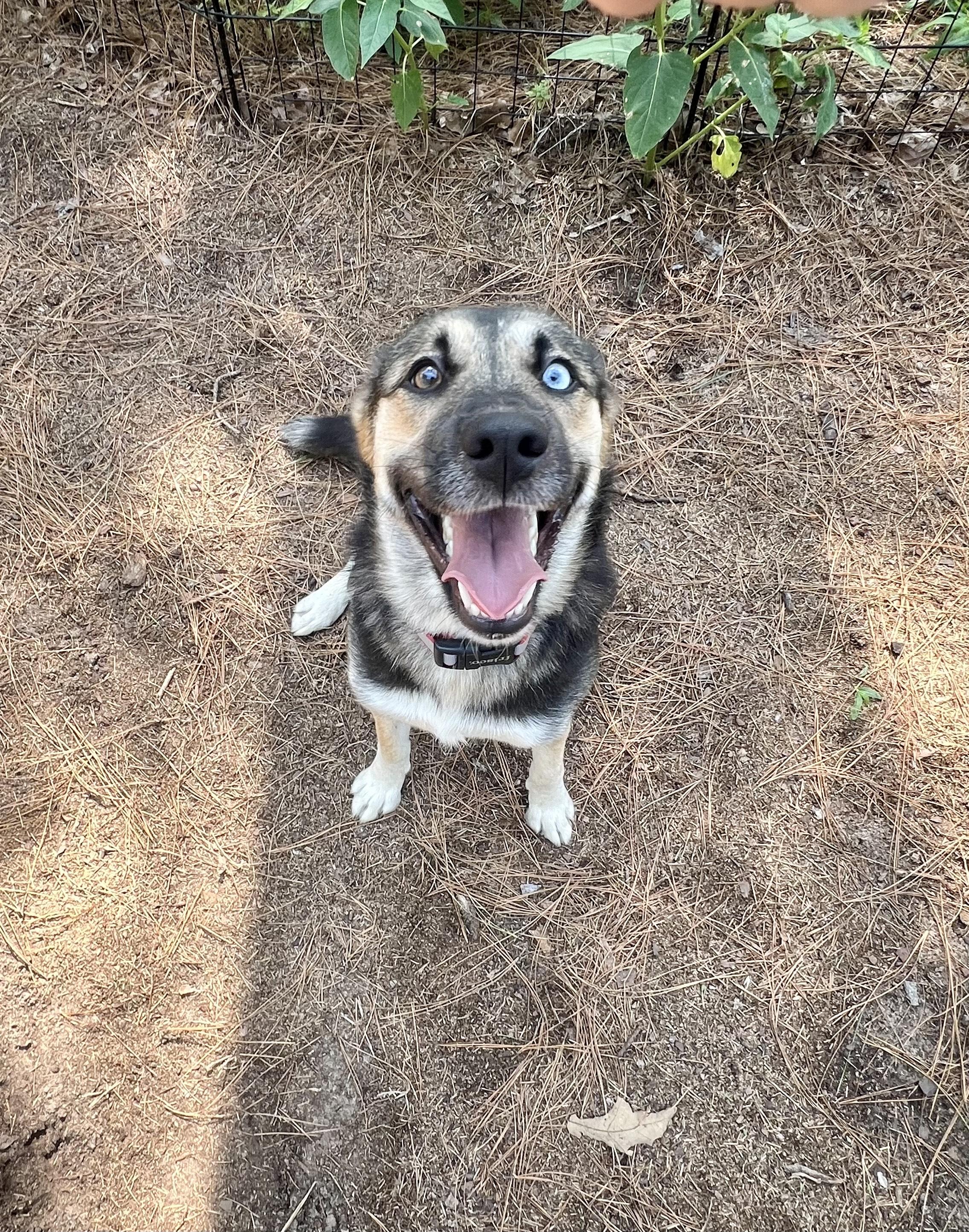 Lucky, a Adopted mixed breed in Philadelphia, PA image 4/6