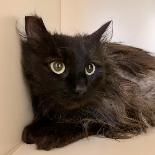 Enlarge Pecan Pam, a Adoptable mixed breed in Silverdale, WA image 1/2