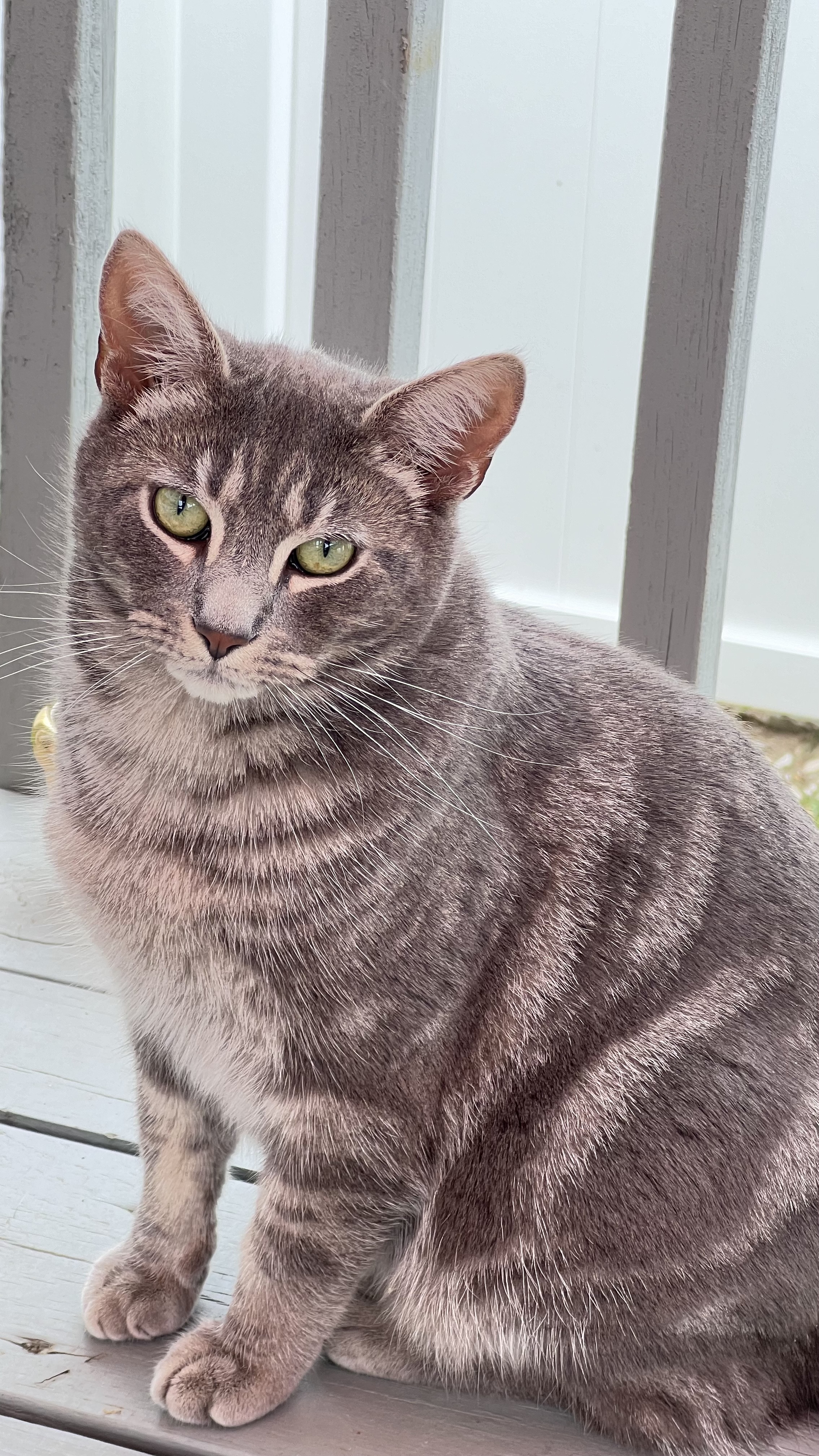 *BUDDY*, Adoptable, Adult Male Tabby.