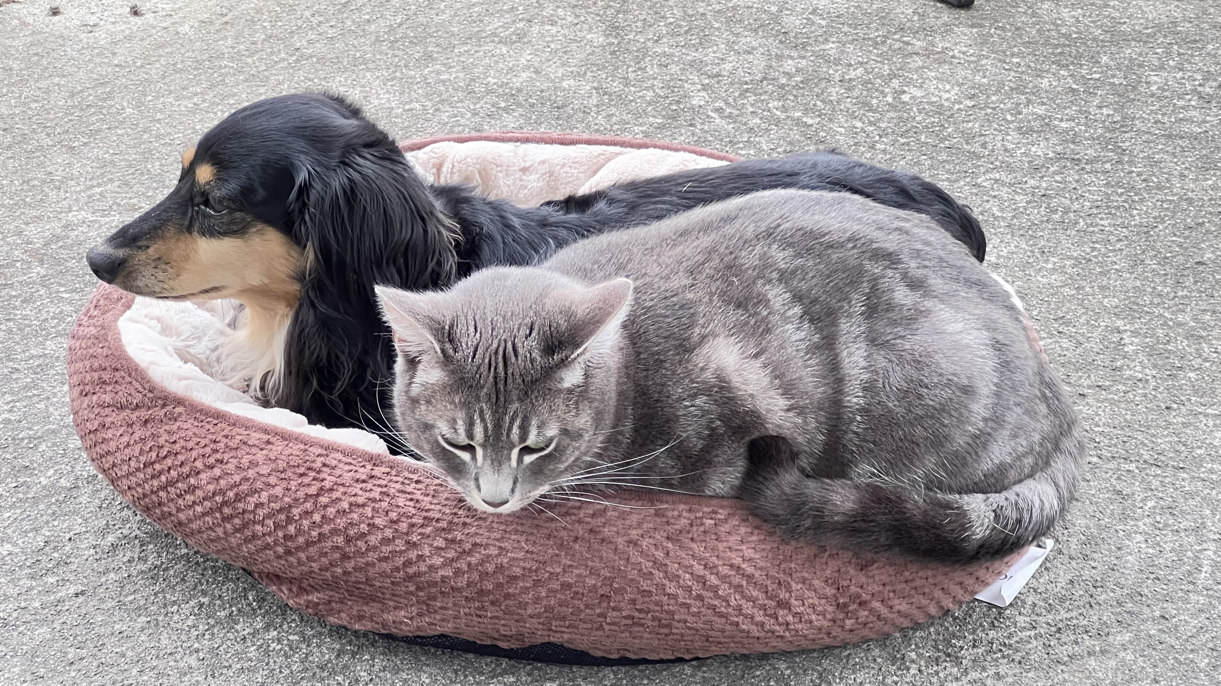 Enlarge *BUDDY*, a Adoptable Tabby in Bristol, TN image 3/5