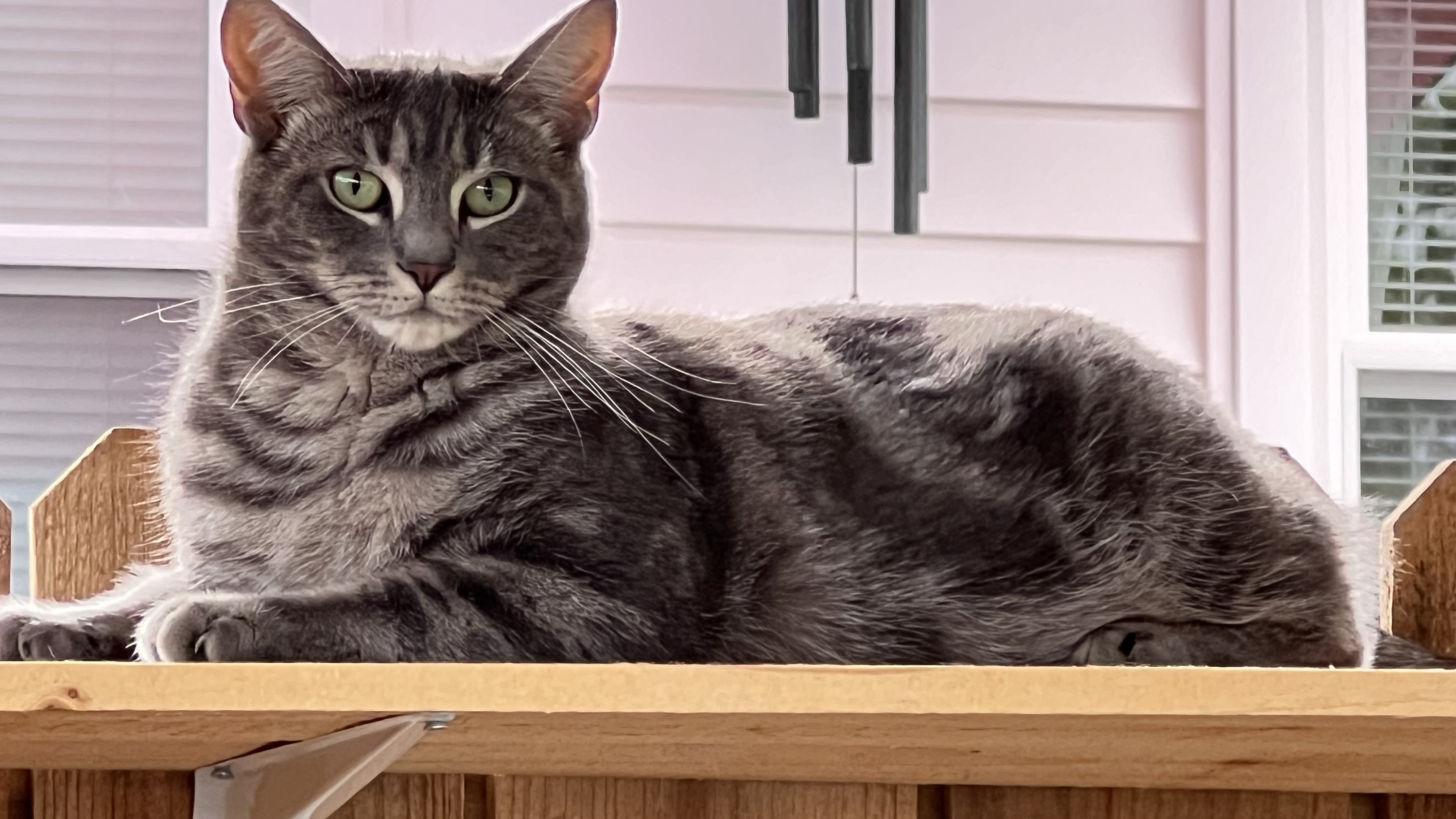 Enlarge *BUDDY*, a Adoptable Tabby in Bristol, TN image 4/5