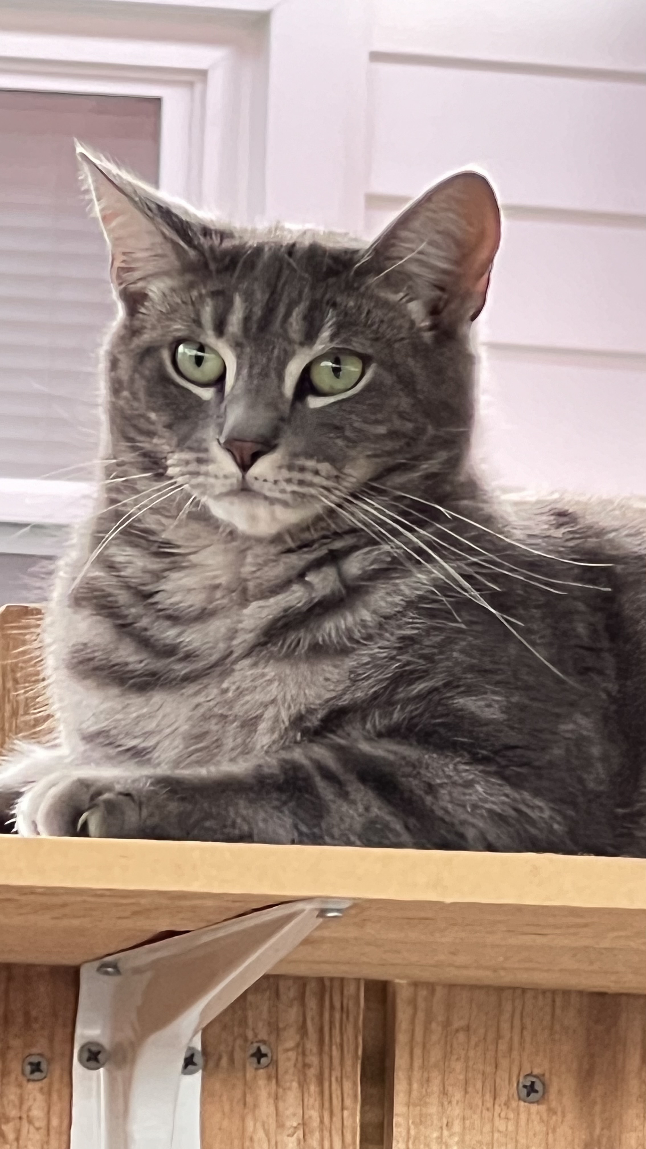 *BUDDY*, Adoptable, Adult Male Tabby.