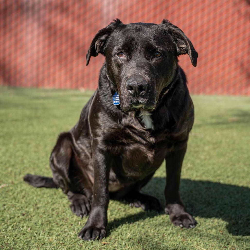 Enlarge Sunny, a Adoptable mixed breed in Buellton, CA image 1/6