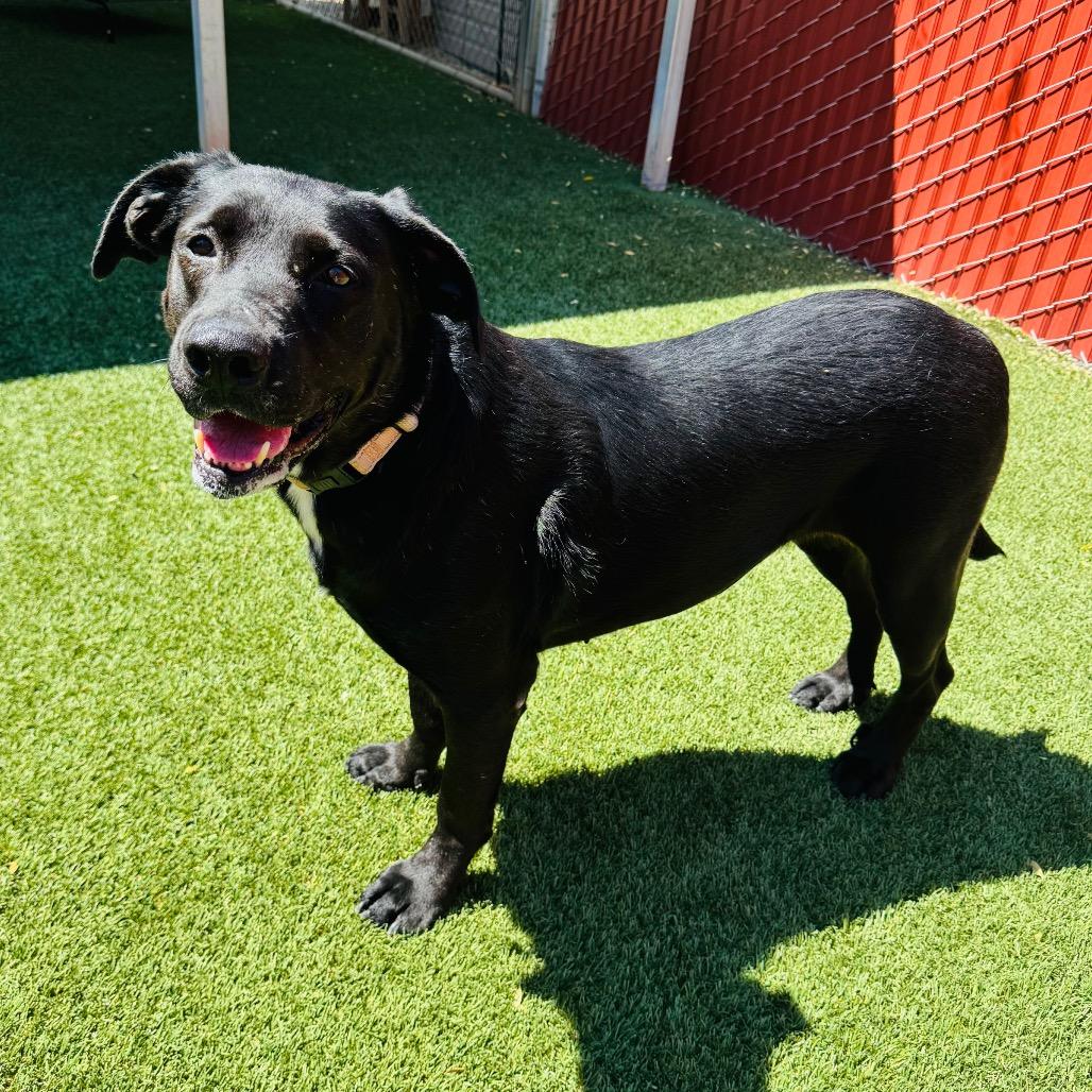 Enlarge Sunny, a Adoptable mixed breed in Buellton, CA image 2/6