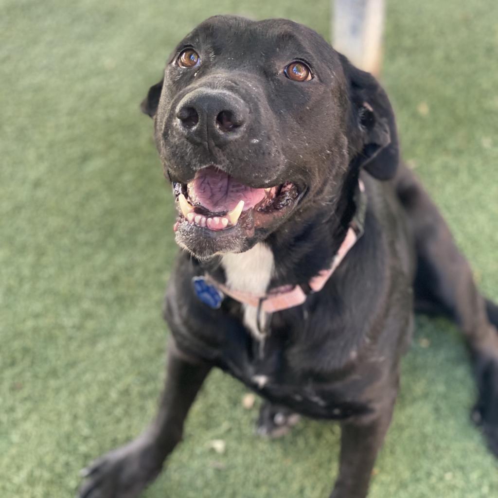 Enlarge Sunny, a Adoptable mixed breed in Buellton, CA image 4/6