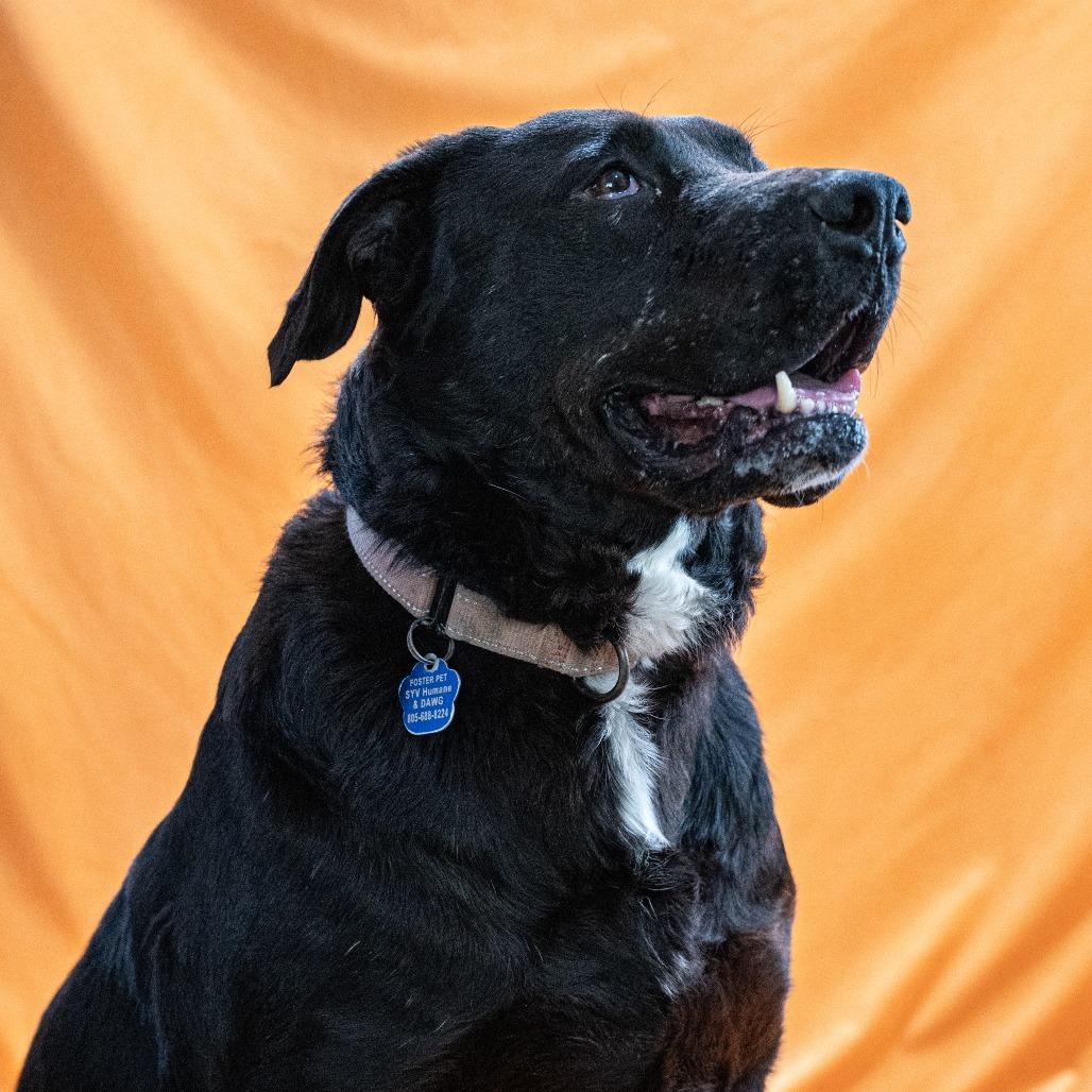 Enlarge Sunny, a Adoptable mixed breed in Buellton, CA image 5/6