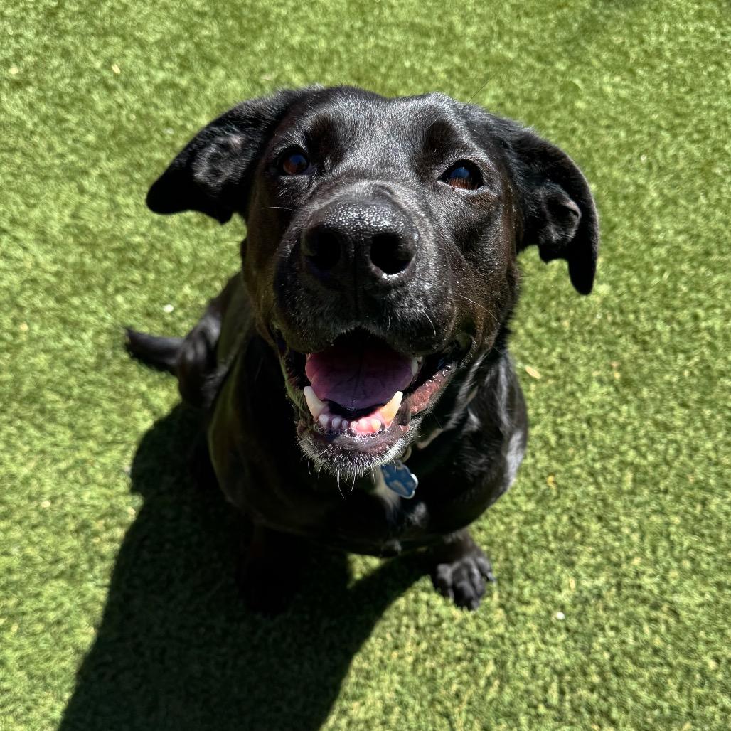 Enlarge Sunny, a Adoptable mixed breed in Buellton, CA image 6/6