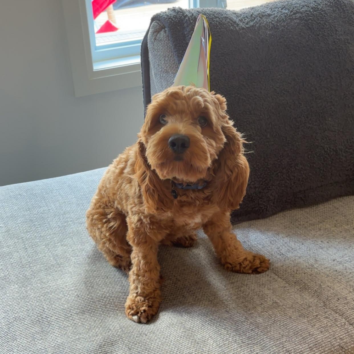 Enlarge Charlie Jr., an adopted Cockapoo in Woodstock, ON image 4/6