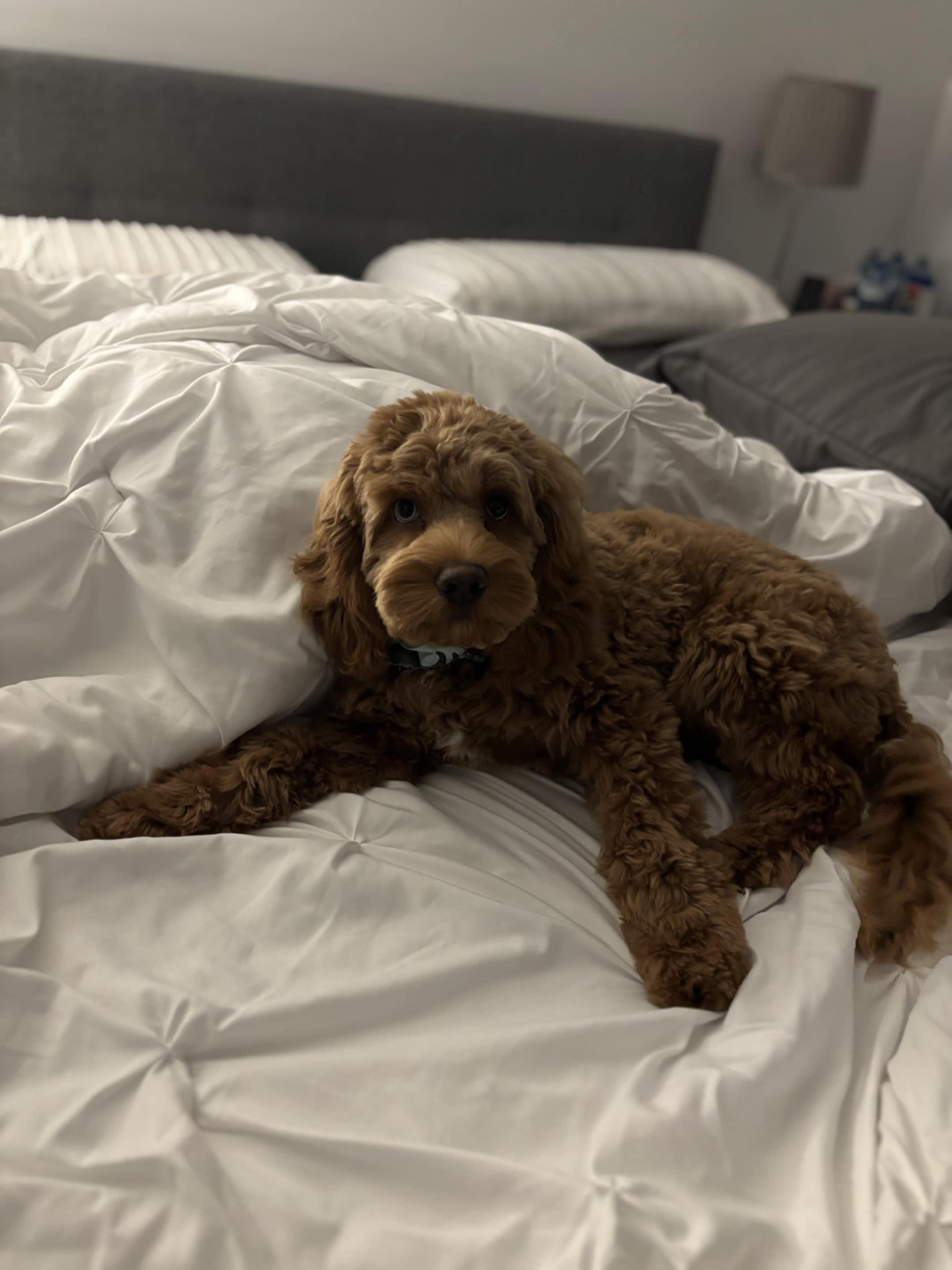 Enlarge Charlie Jr., an adopted Cockapoo in Woodstock, ON image 1/6