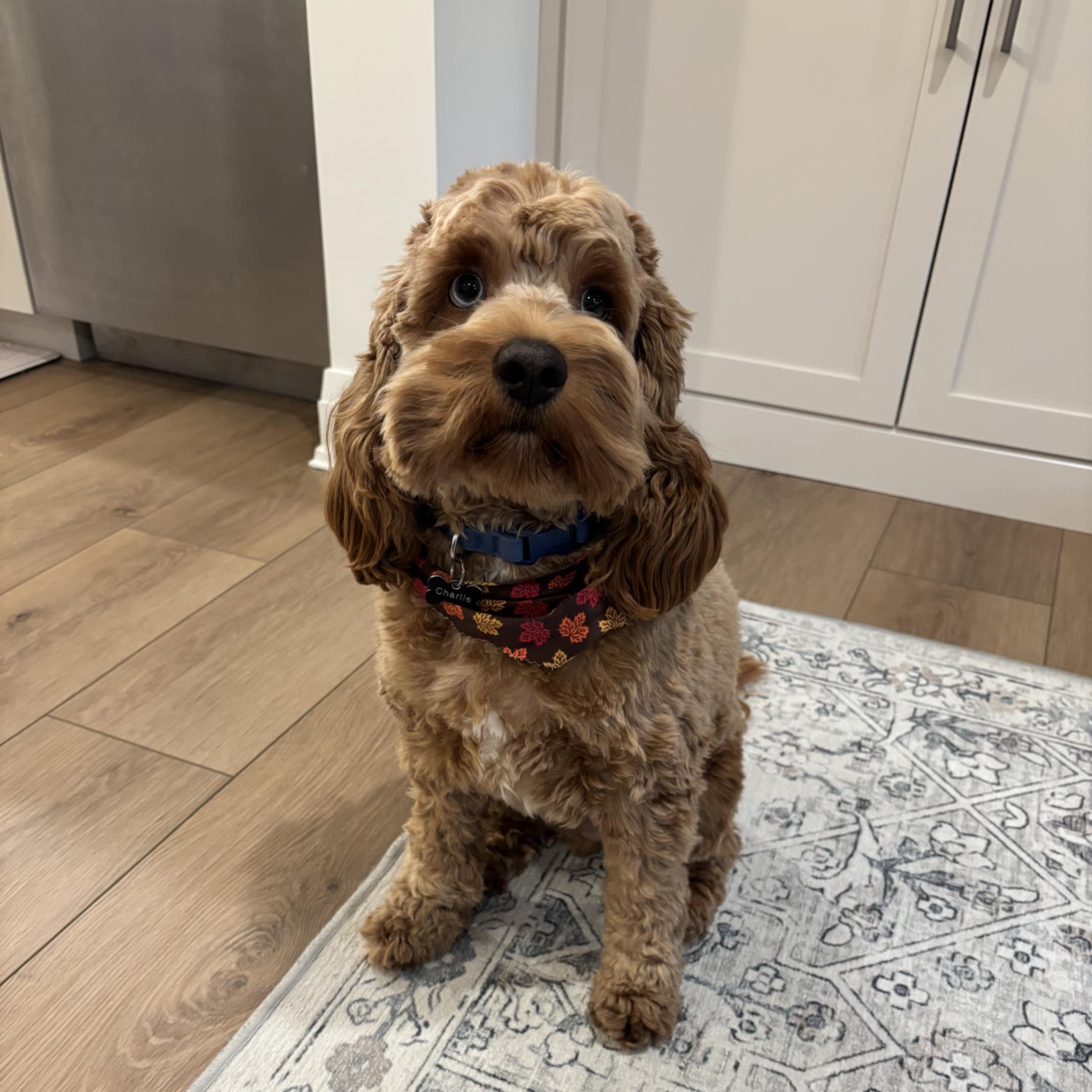 Enlarge Charlie Jr., an adopted Cockapoo in Woodstock, ON image 2/6