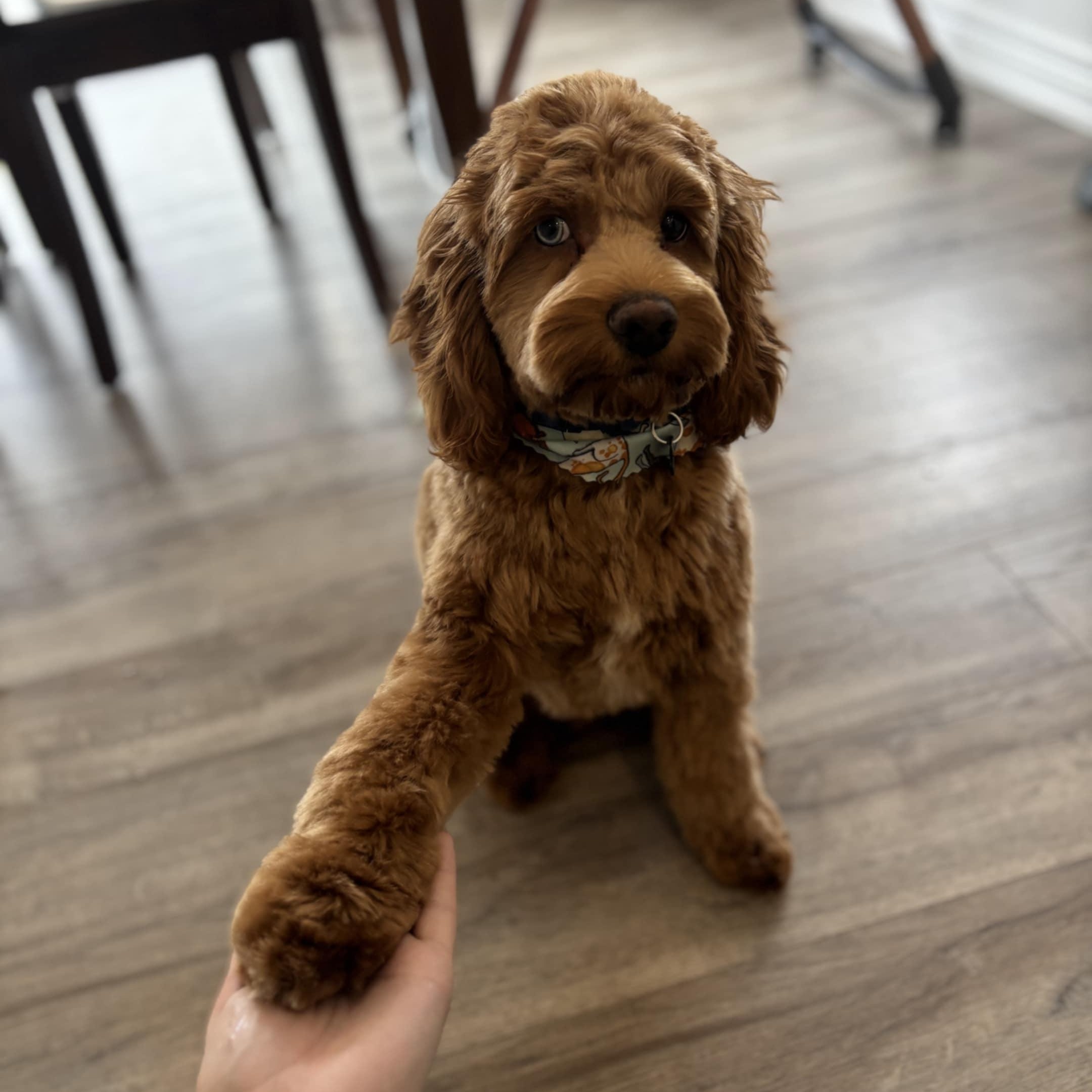 Enlarge Charlie Jr., an adopted Cockapoo in Woodstock, ON image 6/6