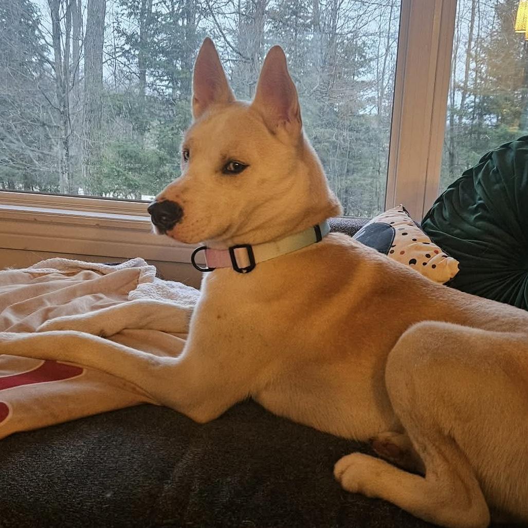 Enlarge Bobo, a ADOPTABLE Husky in Toronto, ON image 1/6