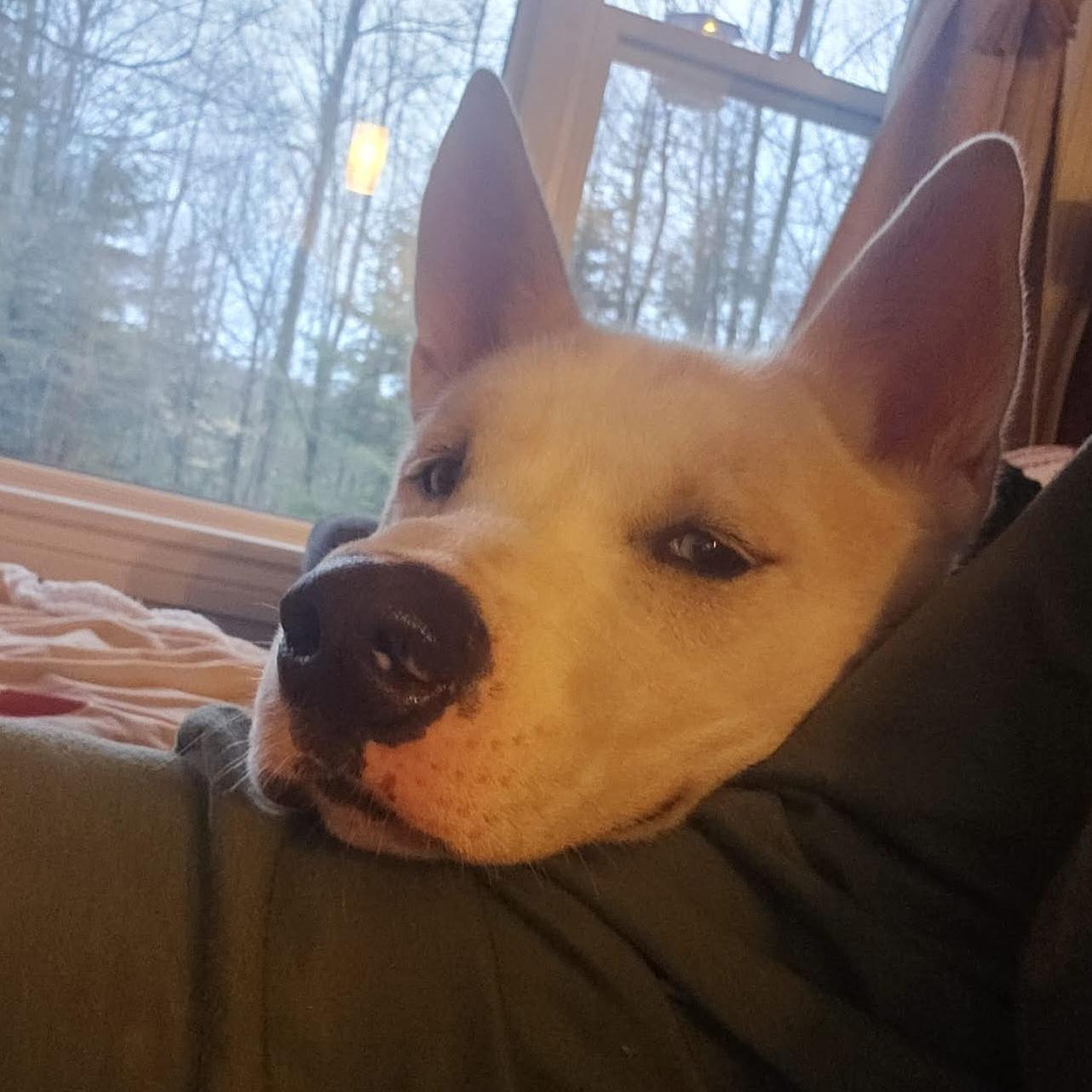 Enlarge Bobo, a ADOPTABLE Husky in Toronto, ON image 3/6