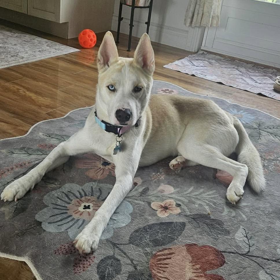 Enlarge Bobo, a ADOPTABLE Husky in Toronto, ON image 2/6