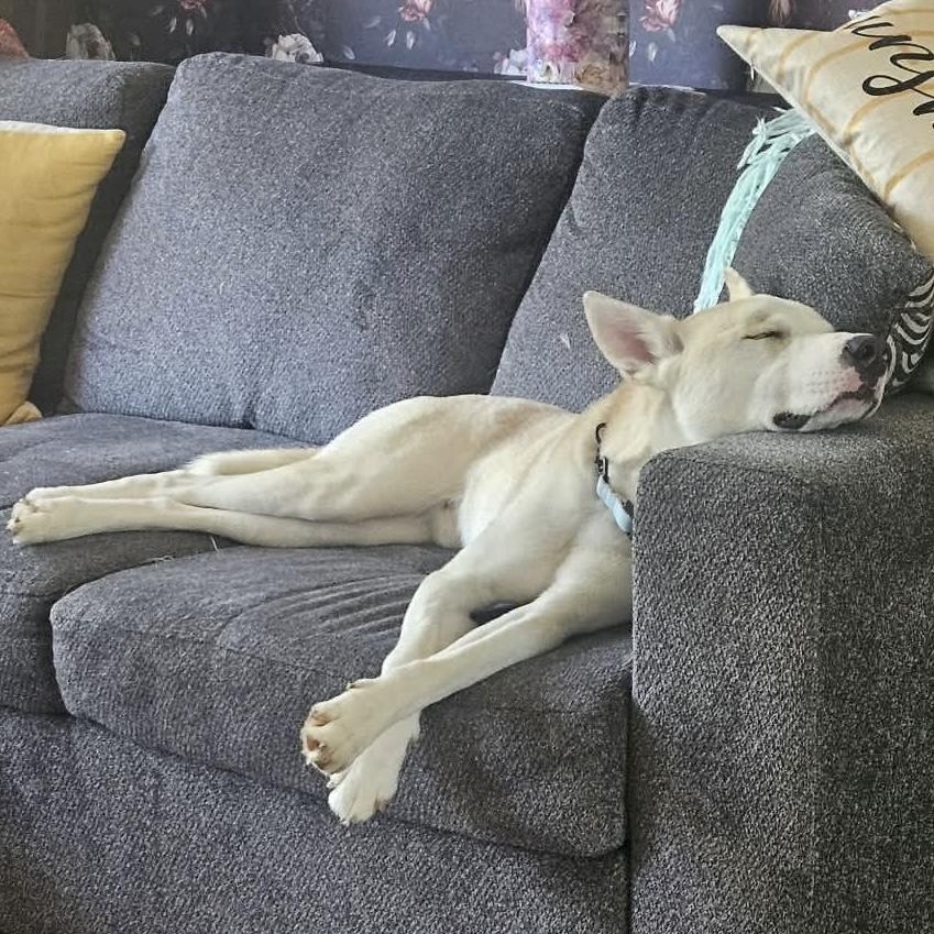 Enlarge Bobo, a ADOPTABLE Husky in Toronto, ON image 6/6
