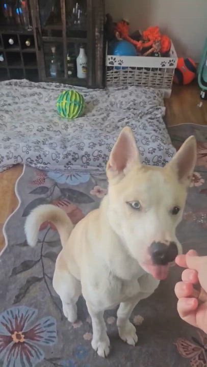 Enlarge Bobo, a ADOPTABLE Husky in Toronto, ON video 5/6