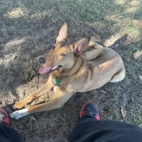 Zero, a ADOPTABLE mixed breed in Eustis, FL image 3/4