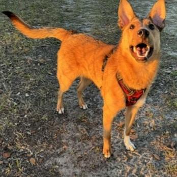 Zero, a ADOPTABLE mixed breed in Eustis, FL image 2/4