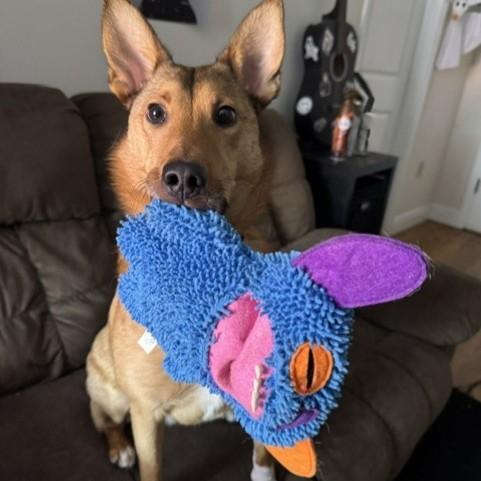 Zero, ADOPTABLE, Young Male Collie.