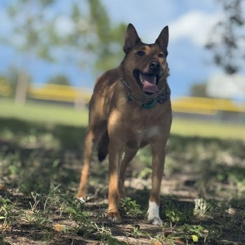 Zero, a ADOPTABLE mixed breed in Eustis, FL image 4/4