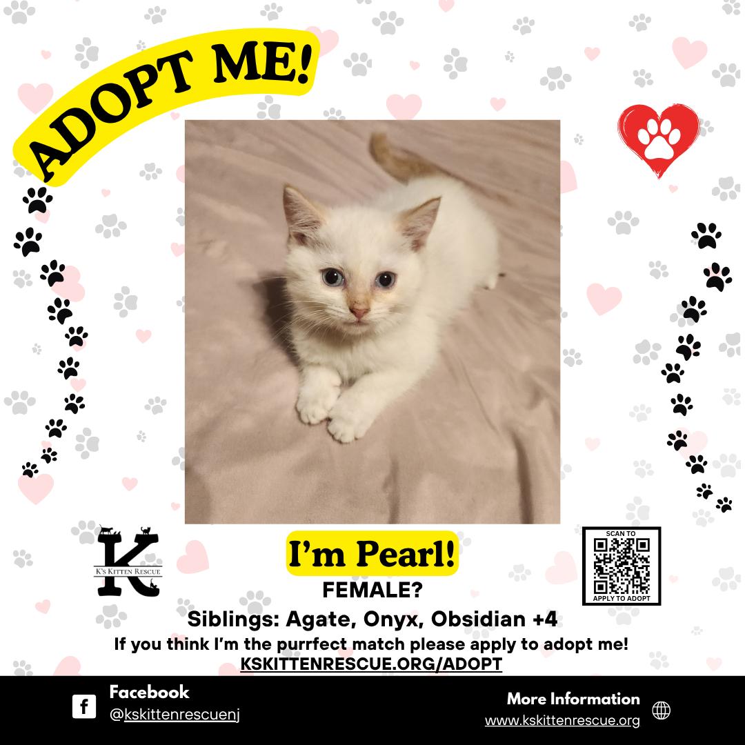 Enlarge Pearl, a ADOPTABLE Domestic Short Hair in Brick, NJ image 1/1