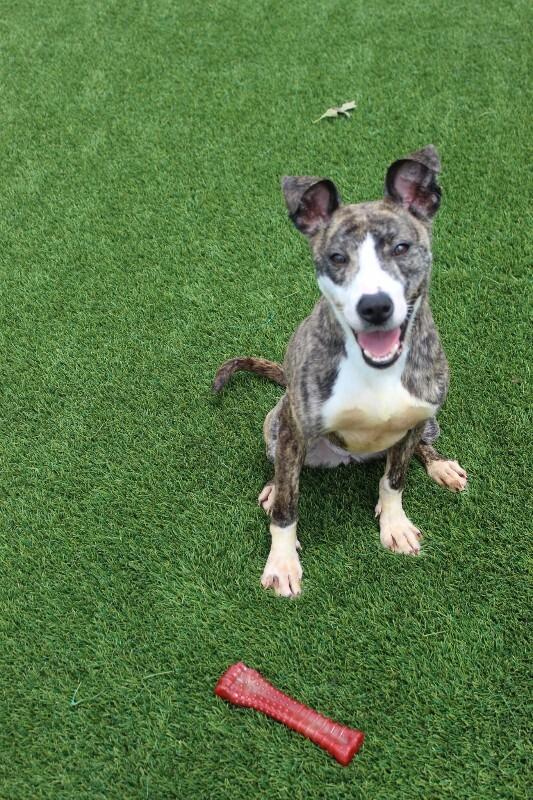 Enlarge Sorscha, a Adoptable Mixed Breed in Jackson, TN image 1/5