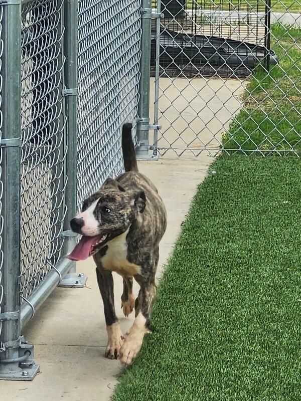 Enlarge Sorscha, a Adoptable Mixed Breed in Jackson, TN image 2/5