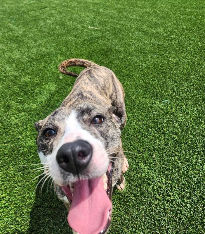 Enlarge Sorscha, a Adoptable Mixed Breed in Jackson, TN image 3/5