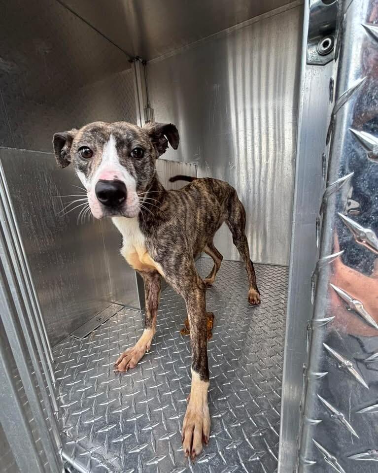 Enlarge Sorscha, a Adoptable Mixed Breed in Jackson, TN image 4/5