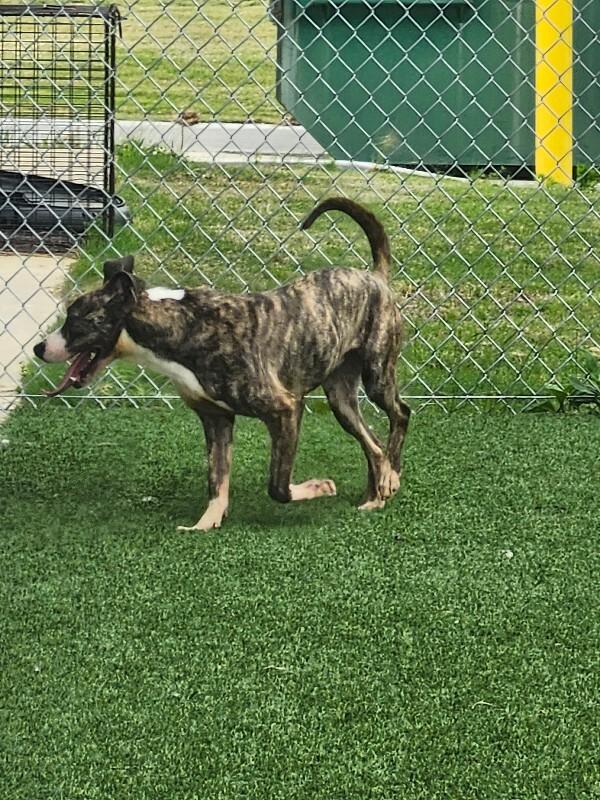 Enlarge Sorscha, a Adoptable Mixed Breed in Jackson, TN image 5/5